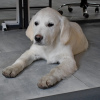Photo №4. I will sell labrador retriever in the city of Kiev. breeder - price - 370$