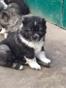 Photo №4. I will sell caucasian shepherd dog in the city of Smila. breeder - price - 432$