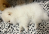 Additional photos: Pomeranian Mini Puppy