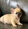 Photo №3. Toilet trained vet Checked French bulldog. United States