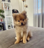 Photo №1. pomeranian - for sale in the city of Vantaa | 370$ | Announcement № 121005