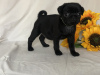 Photo №1. pug - for sale in the city of Bishkek | 750$ | Announcement № 8820