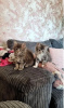 Photo №3. Pedigree Maine Coon Kittens. United States