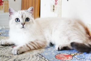 Photo №4. Mating bengal cat, maine coon, scottish straight, burmilla shorthair in Russian Federation. Announcement № 1024