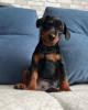 Additional photos: Mini -Pincher puppies ginazapata4@gmail.com