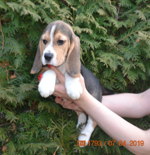 Photo №2 to announcement № 1808 for the sale of beagle - buy in Russian Federation from nursery