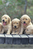 Photo №3. Amazing Golden Retriever Puppies available. United States