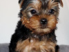 Photo №3. Magnificent Toy Yorkie puppies set to go now. United States