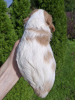 Additional photos: Perfect purebred Cavalier King Charles Spaniel puppies.