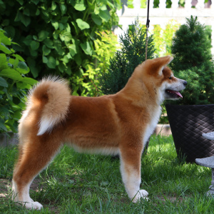 Photo №2 to announcement № 2837 for the sale of akita - buy in Belarus from nursery, breeder