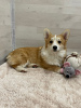 Photo №3. Welsh corgi pembroke puppies from the nursery. Russian Federation