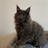 Photo №2 to announcement № 41064 for the sale of maine coon - buy in Ukraine from nursery