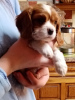 Photo №2 to announcement № 96955 for the sale of cavalier king charles spaniel - buy in Finland private announcement