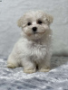 Photo №3. Maltipoo F 1 B Puppies for Sale. Austria