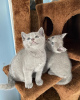 Photo №2 to announcement № 89826 for the sale of russian blue - buy in Australia private announcement