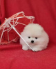 Additional photos: Pomeranian Puppies