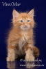 Photo №1. siberian cat - for sale in the city of St. Petersburg | Is free | Announcement № 68530