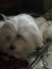 Additional photos: KC Registered Pedigree Maltese Puppys