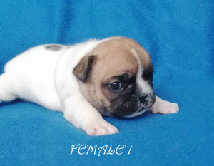 Photo №2 to announcement № 4874 for the sale of french bulldog - buy in Russian Federation from nursery