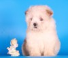 Photo №3. Maltipoo F1 puppies girls mini. Russian Federation