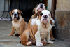 Photo №3. English bulldog, top breed. Serbia