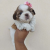 Photo №1. shih tzu - for sale in the city of Richmond | 350$ | Announcement № 42827