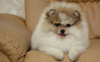 Photo №4. I will sell pomeranian in the city of Dnipro. from nursery - price - 1183$