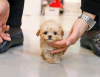 Photo №1. poodle (toy) - for sale in the city of Hunya | 370$ | Announcement № 65047