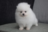 Photo №1. pomeranian - for sale in the city of Oswestry | negotiated | Announcement № 98441