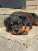 Photo №2 to announcement № 13238 for the sale of rottweiler - buy in Russian Federation breeder