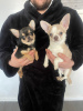 Photo №1. chihuahua - for sale in the city of New York | 250$ | Announcement № 96871