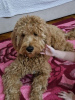 Additional photos: Goldendoodle F1