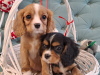 Photo №1. cavalier king charles spaniel - for sale in the city of Belgorod | 1172$ | Announcement № 80643