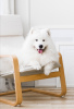 Photo №1. samoyed dog - for sale in the city of Minsk | 520$ | Announcement № 22746
