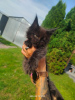 Photo №3. Maine coon kitten. Poland