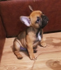 Additional photos: French bulldog puppies