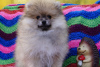 Photo №3. Fluffy happiness - boy. Russian Federation