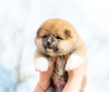 Photo №2 to announcement № 19420 for the sale of akita - buy in Belarus 