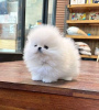 Photo №1. pomeranian - for sale in the city of Novosibirsk | 350$ | Announcement № 115144