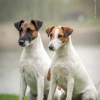 Photo №1. smooth fox terrier - for sale in the city of Kiev | negotiated | Announcement № 16731