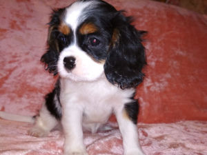 Additional photos: Offered for reservations and further moving to a new home puppy Cavalier King