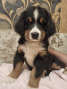 Photo №2 to announcement № 11930 for the sale of bernese mountain dog - buy in Belarus breeder