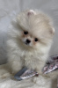Photo №2 to announcement № 98299 for the sale of pomeranian - buy in Serbia 