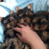 Photo №3. Healthy Yorkshire Terrier puppies for Loving homes. Germany