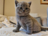Photo №1. british shorthair - for sale in the city of Munich | 200$ | Announcement № 92681