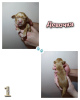 Photo №2 to announcement № 14093 for the sale of english cocker spaniel - buy in Russian Federation private announcement