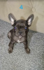 Additional photos: French bulldog puppies