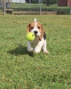 Photo №2 to announcement № 127383 for the sale of beagle - buy in Germany 