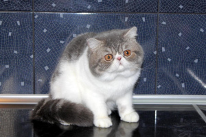 Photo №4. I will sell exotic shorthair in the city of Moscow.  - price - 78$