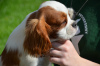 Photo №2 to announcement № 24582 for the sale of cavalier king charles spaniel - buy in Poland breeder